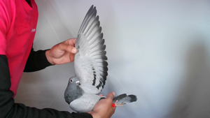 Pigeon image
