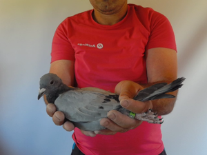 Pigeon image
