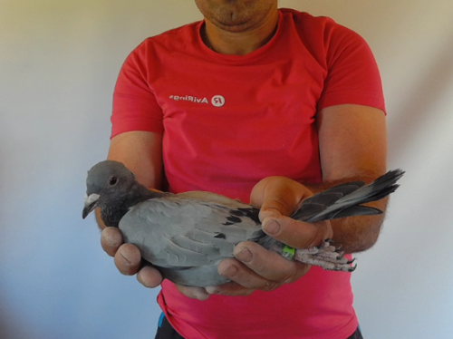 Pigeon image