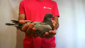 Pigeon image