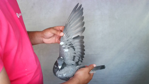 Pigeon image