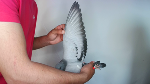 Pigeon image