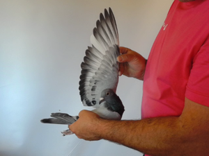 Pigeon image