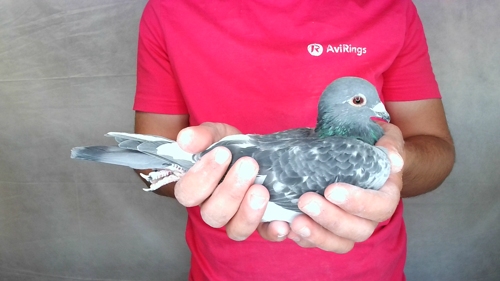 Pigeon image