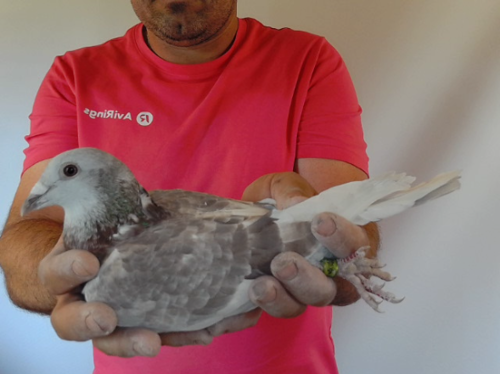 Pigeon image