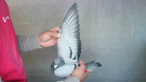 Pigeon image