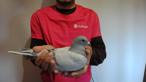 Pigeon image
