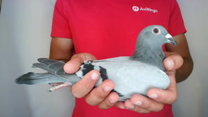 Pigeon image