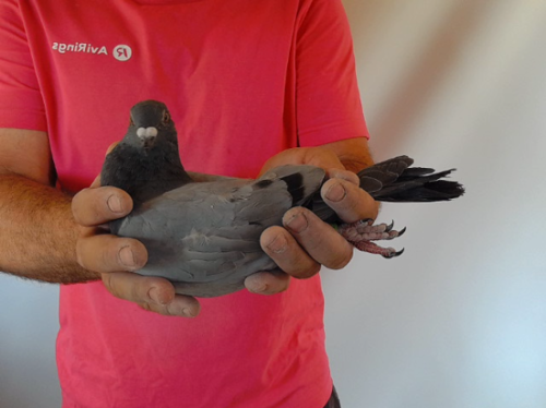 Pigeon image