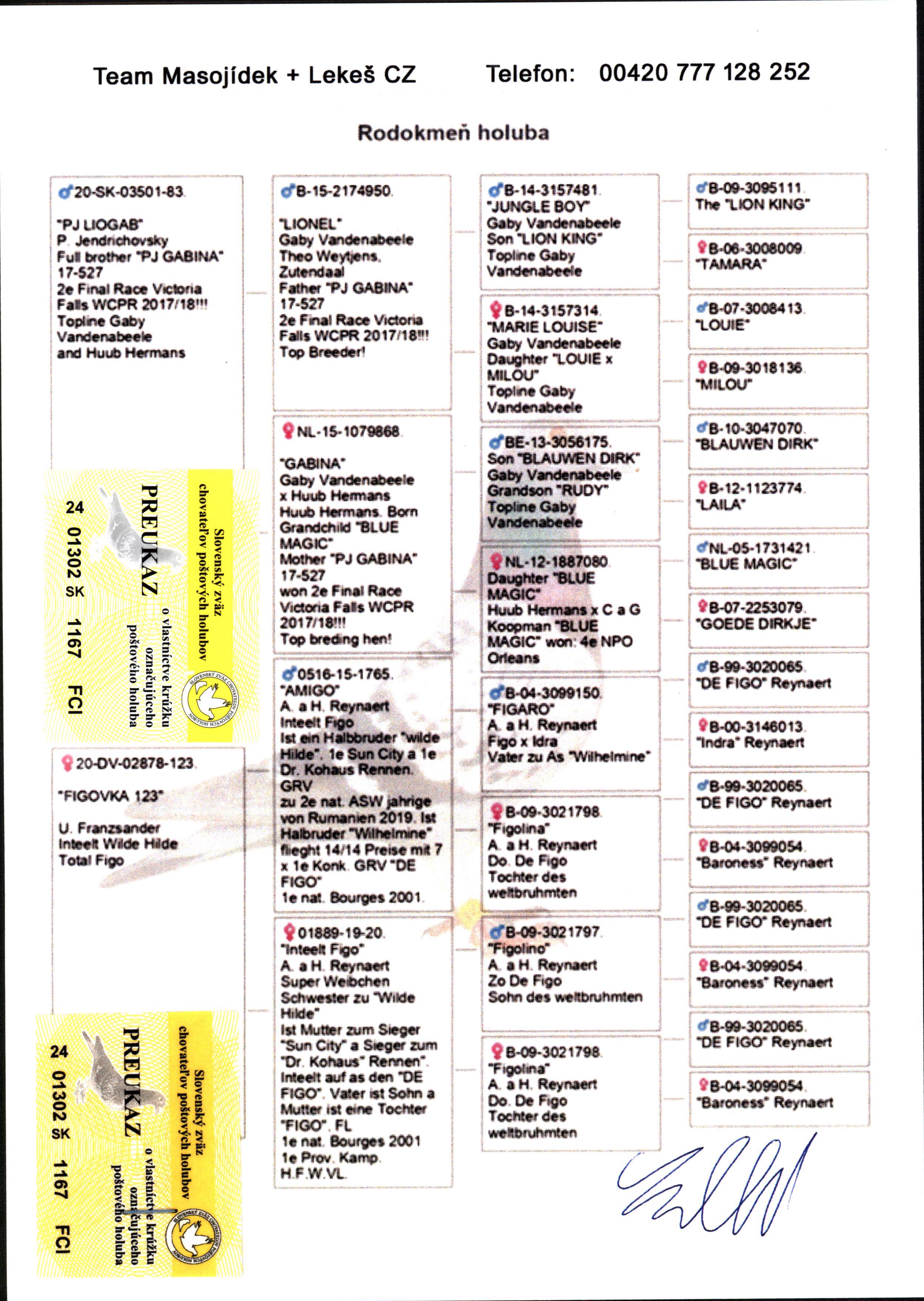 Pigeon pedigree image