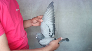 Pigeon image