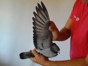 Pigeon image