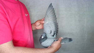 Pigeon image