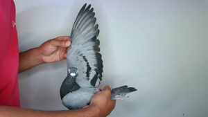Pigeon image
