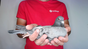 Pigeon image