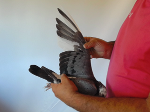 Pigeon image