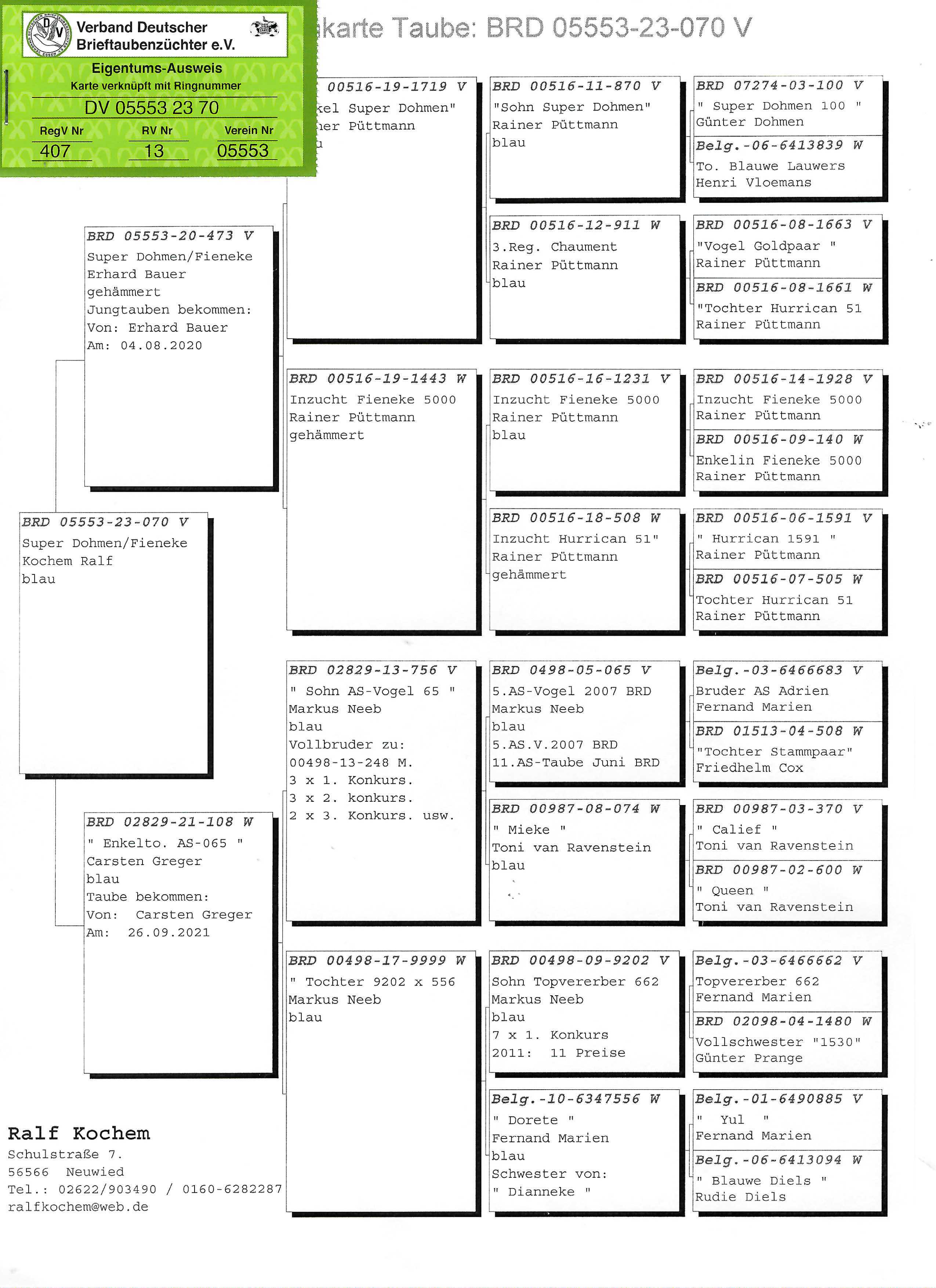 Pigeon pedigree image