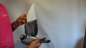 Pigeon image