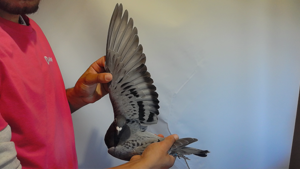 Pigeon image