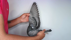 Pigeon image
