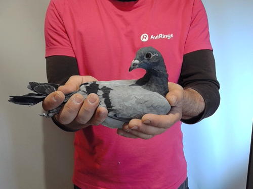 Pigeon image