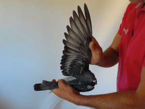 Pigeon image