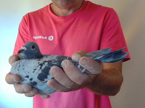 Pigeon image