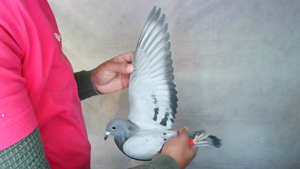 Pigeon image