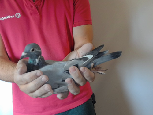 Pigeon image