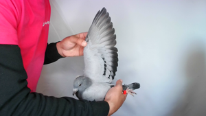 Pigeon image