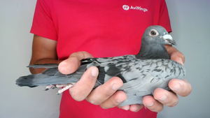 Pigeon image