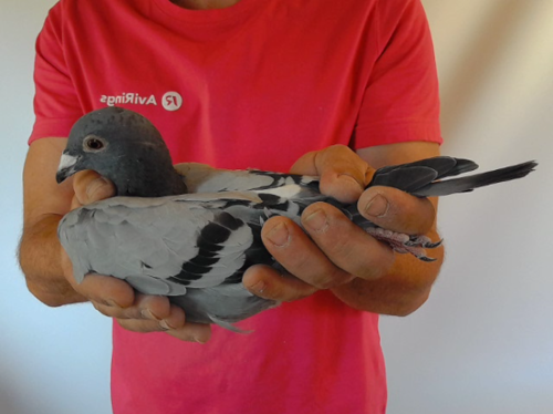 Pigeon image