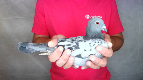 Pigeon image