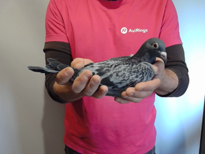 Pigeon image