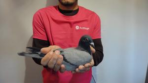 Pigeon image