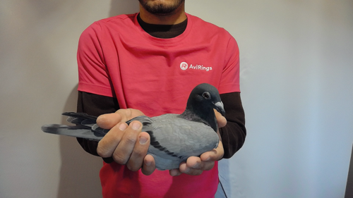 Pigeon image