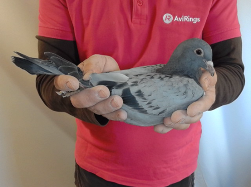 Pigeon image