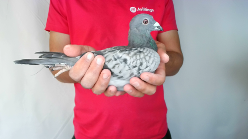 Pigeon image