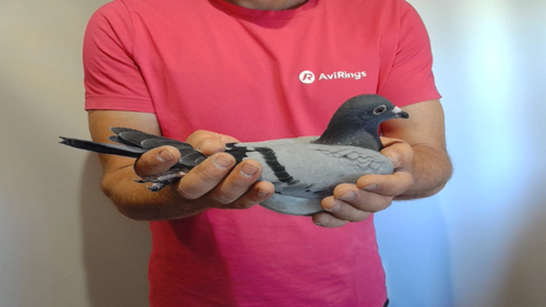 Pigeon image