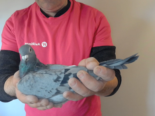 Pigeon image