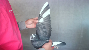 Pigeon image