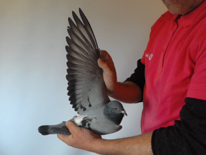 Pigeon image