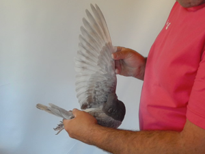 Pigeon image