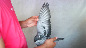 Pigeon image