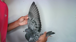 Pigeon image