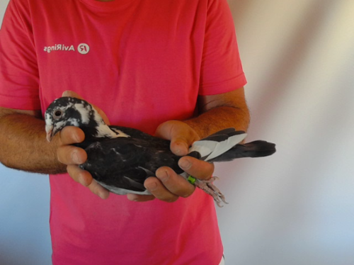 Pigeon image