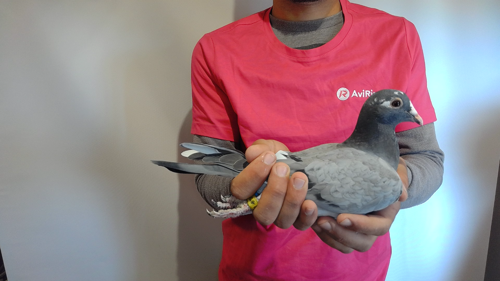 Pigeon image