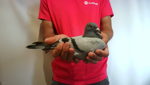 Pigeon image