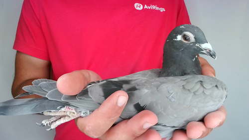 Pigeon image