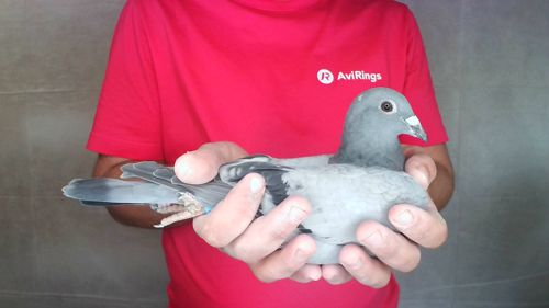 Pigeon image